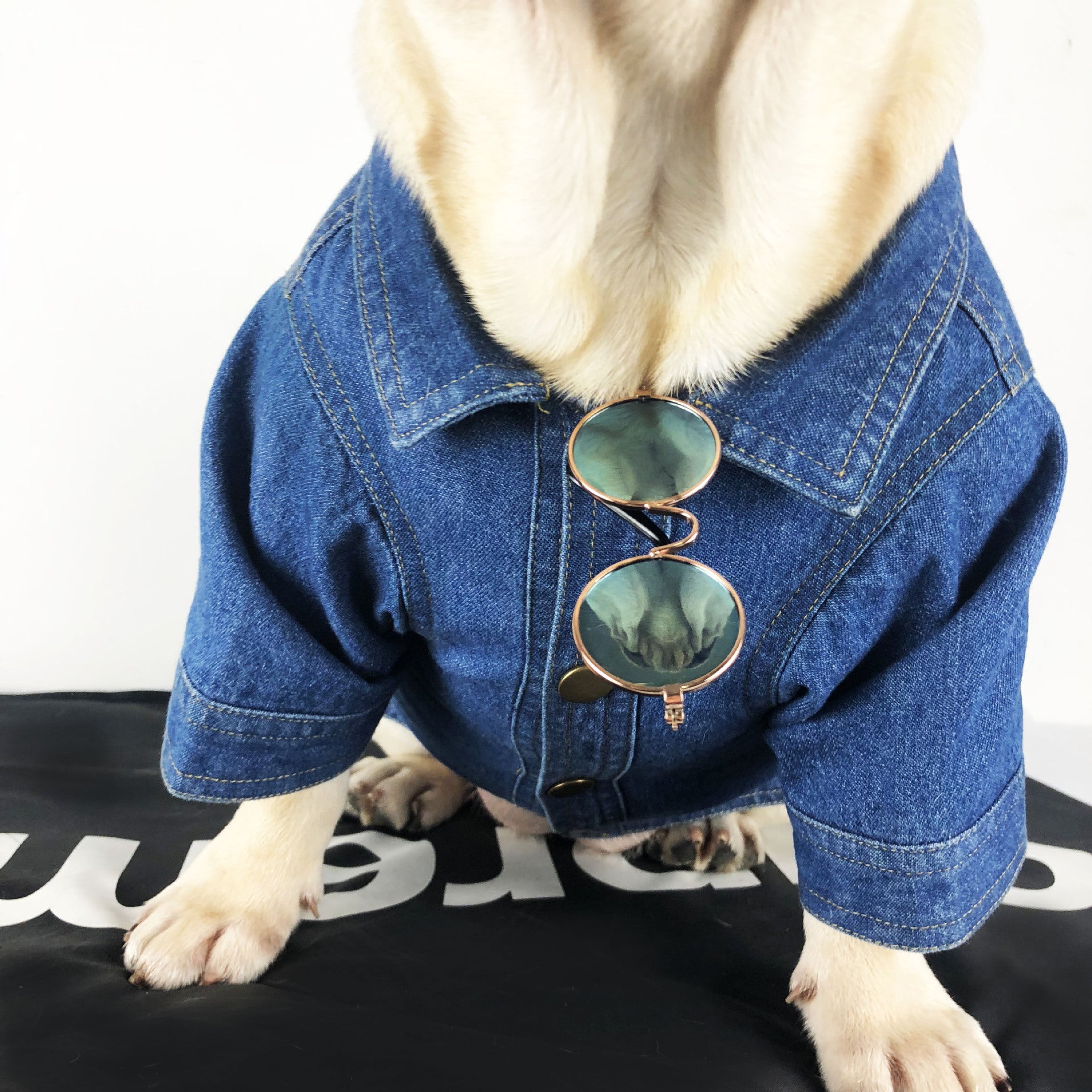 Badlenciaga Dog Jacket