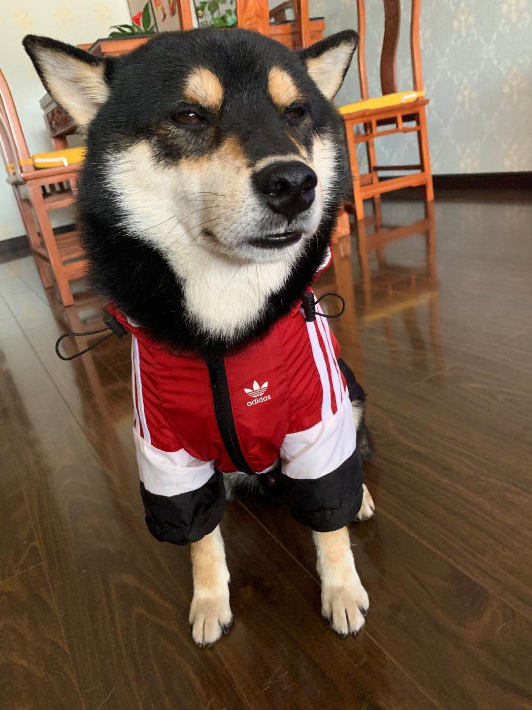 Adidog Jacket for Dog