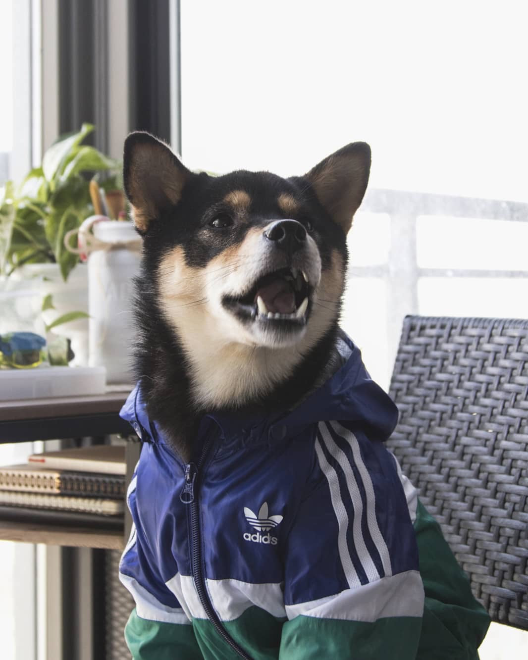 Adidog Jacket for Dog