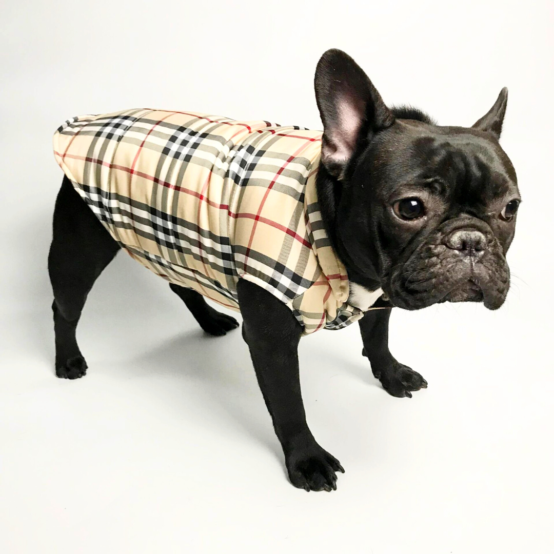 Burberry dog vest for walking  worn by a  black french bulldog