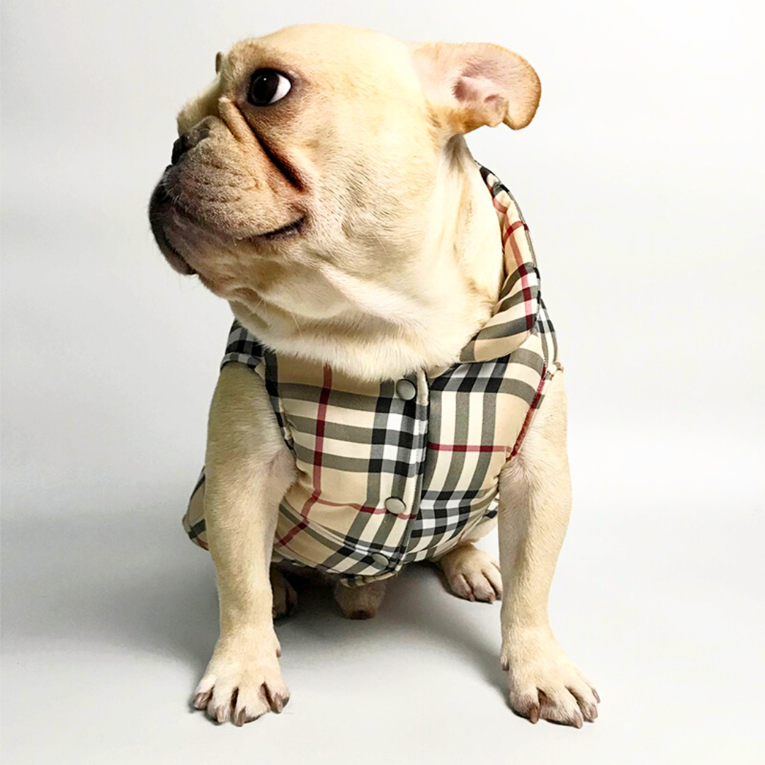 Burberry dog vest for walking  worn by a  white french bulldog 