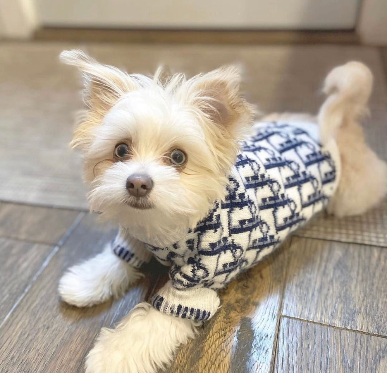 D Dog Sweater