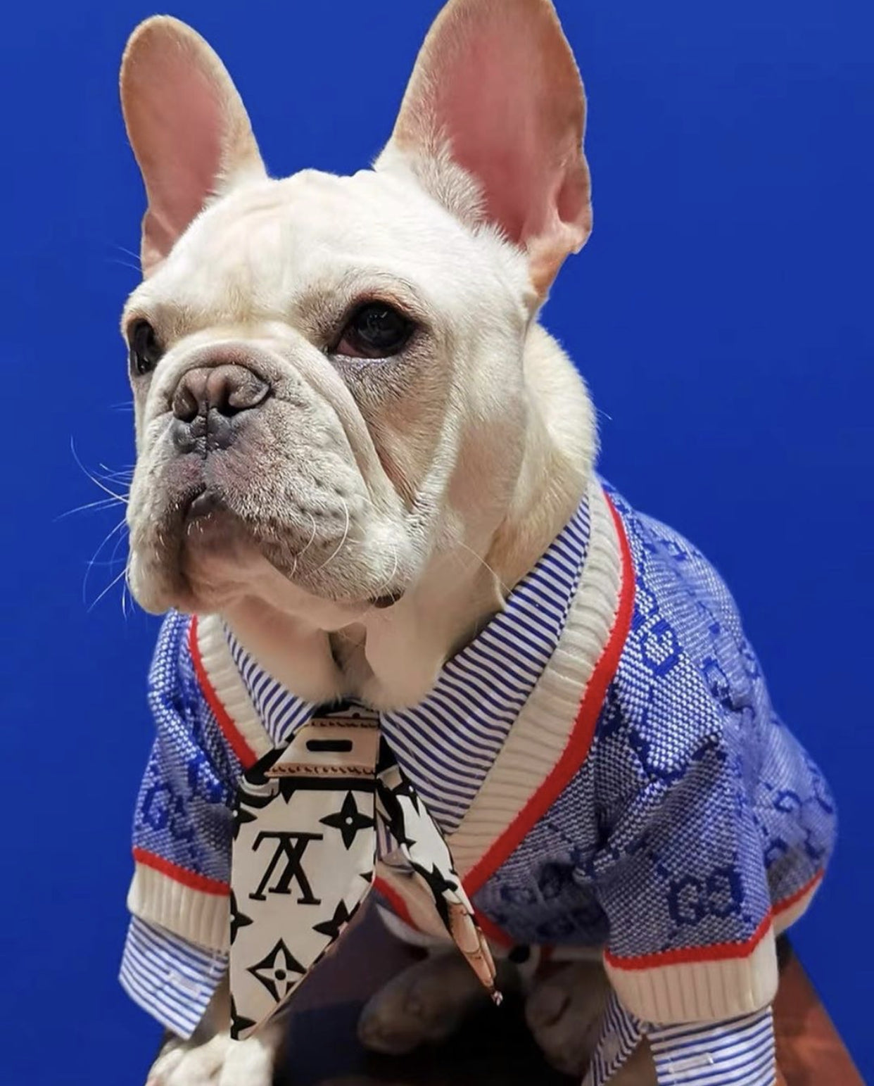 Pucci Dog Blue Sweater