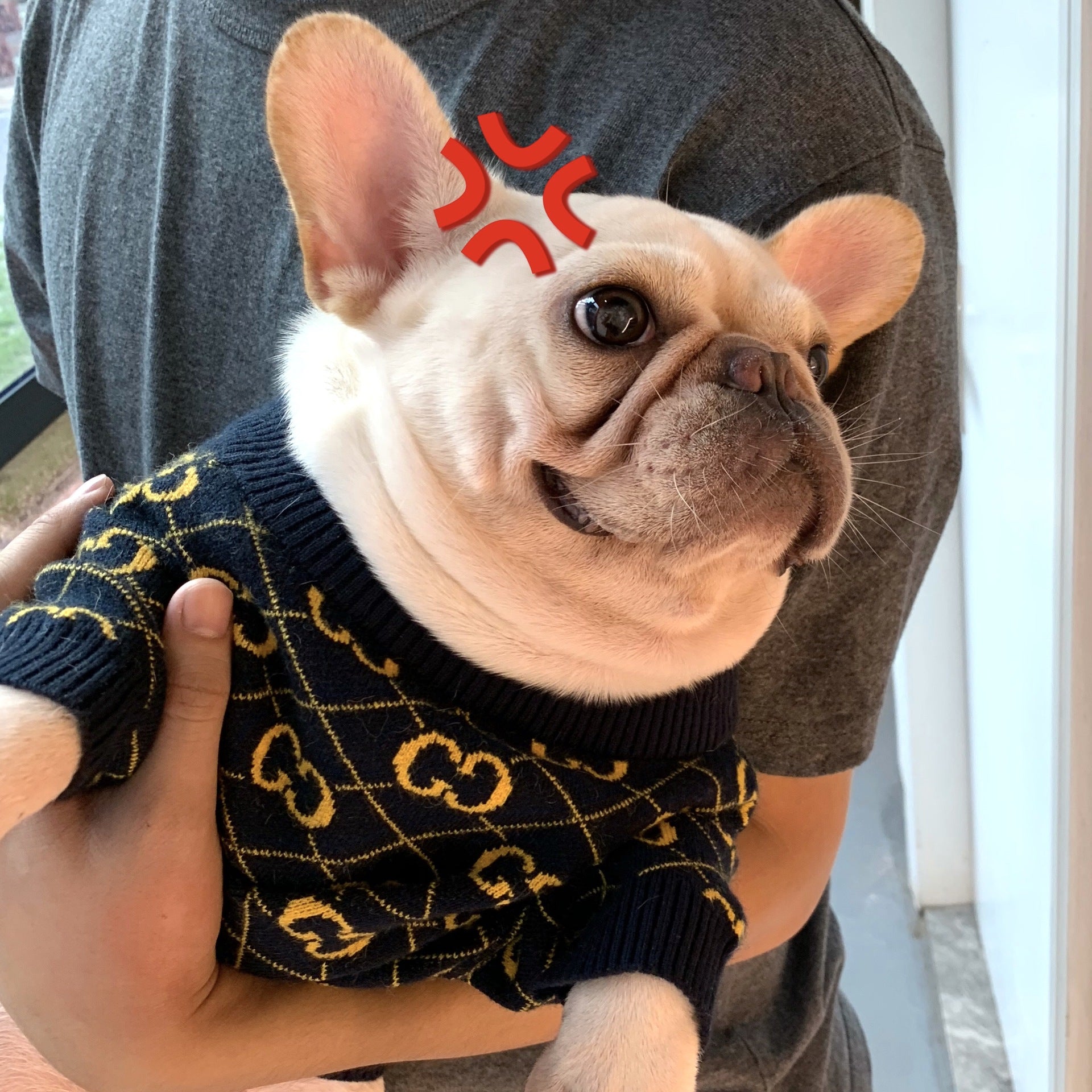 Pucci Dog Sweater Golden