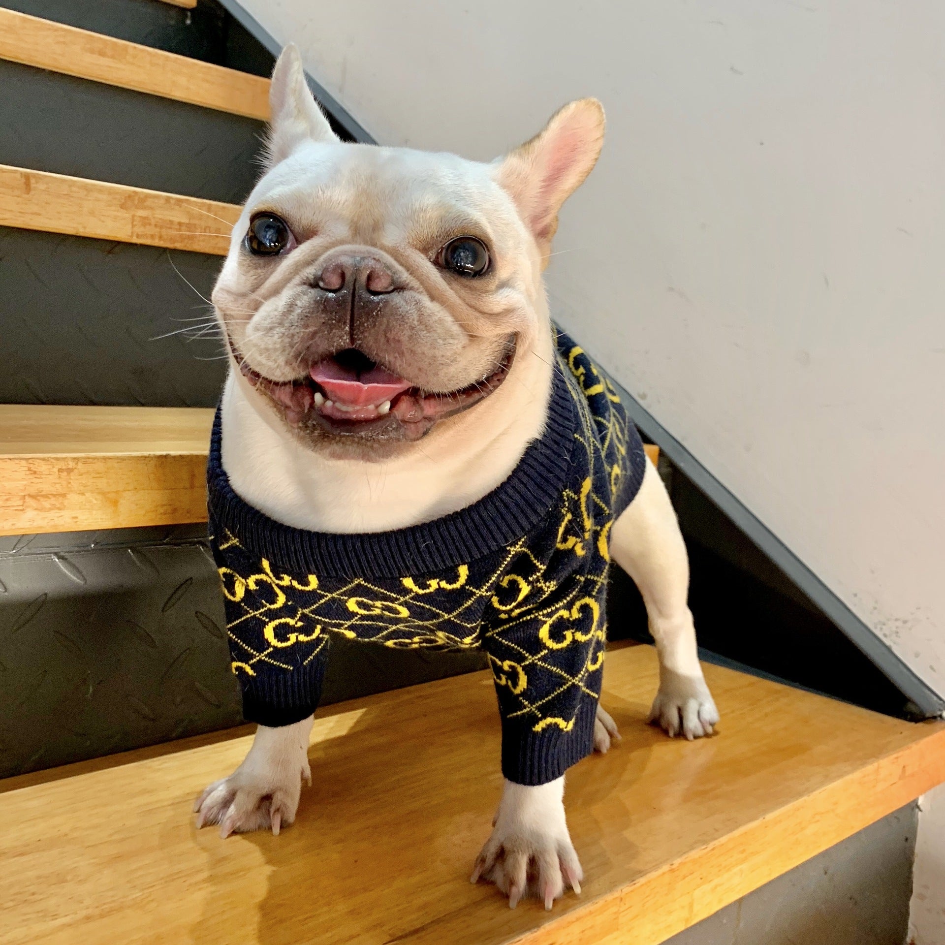 Pucci Dog Sweater Golden