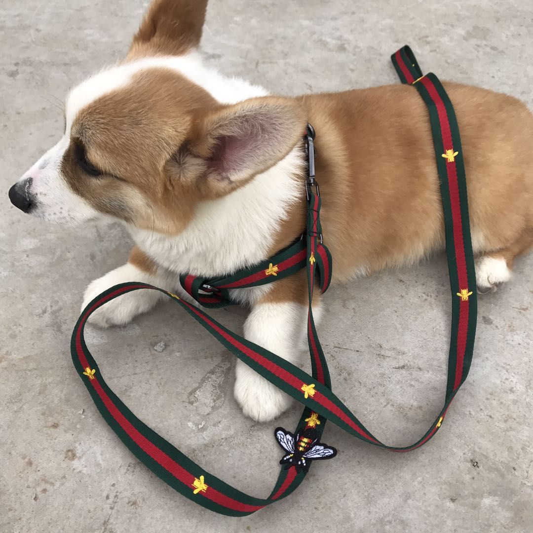 Pucci Dog Harness & Leash