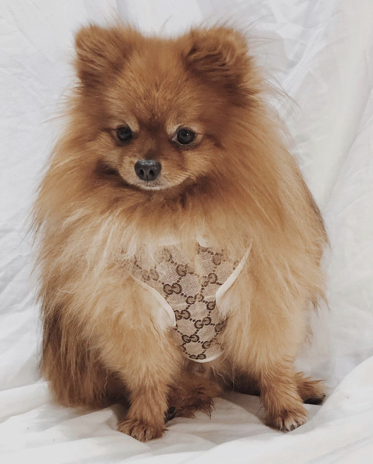 Gucci dog harness collar 42.5 to 47.5 cm