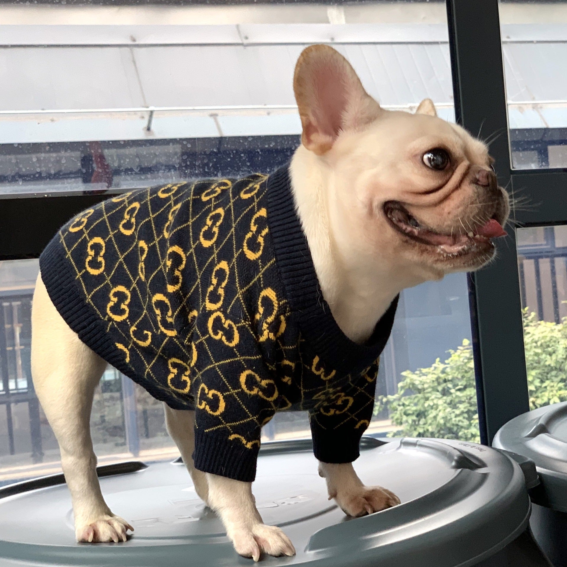 Pucci Dog Sweater Golden Purrfect Puppy