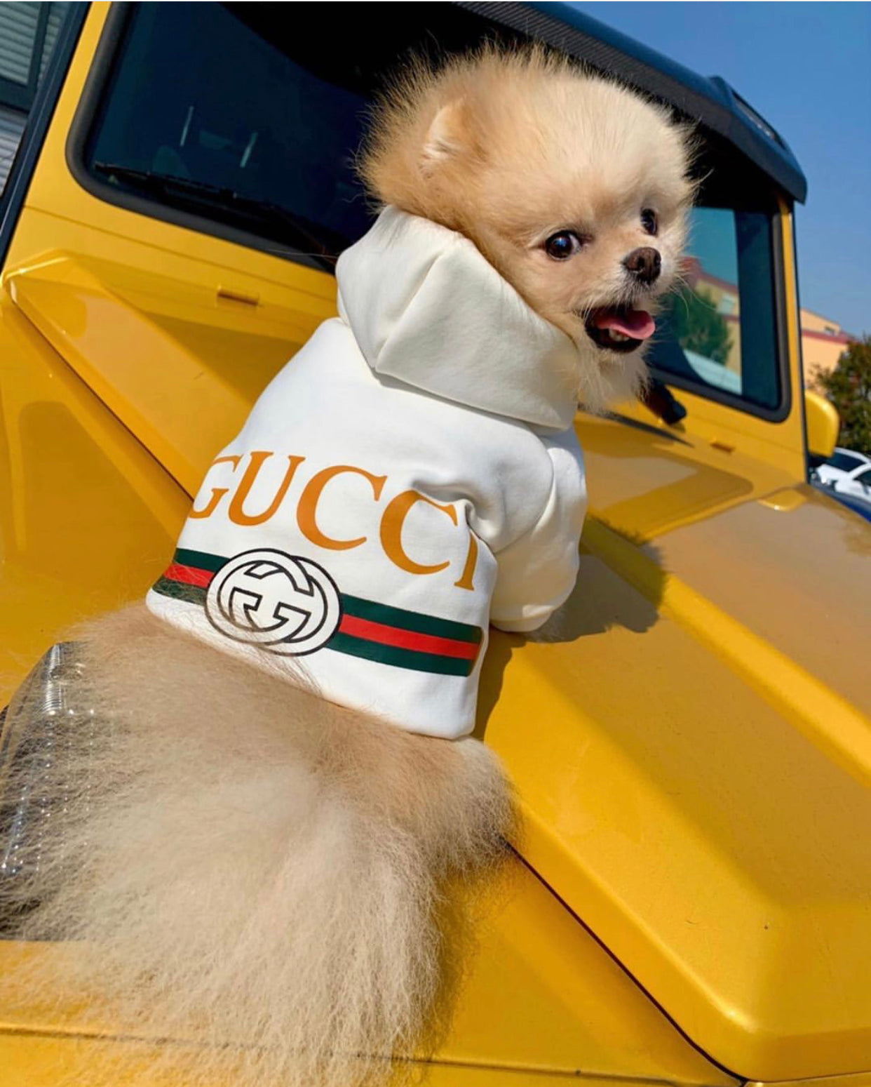 Pucci Dog Hoodie
