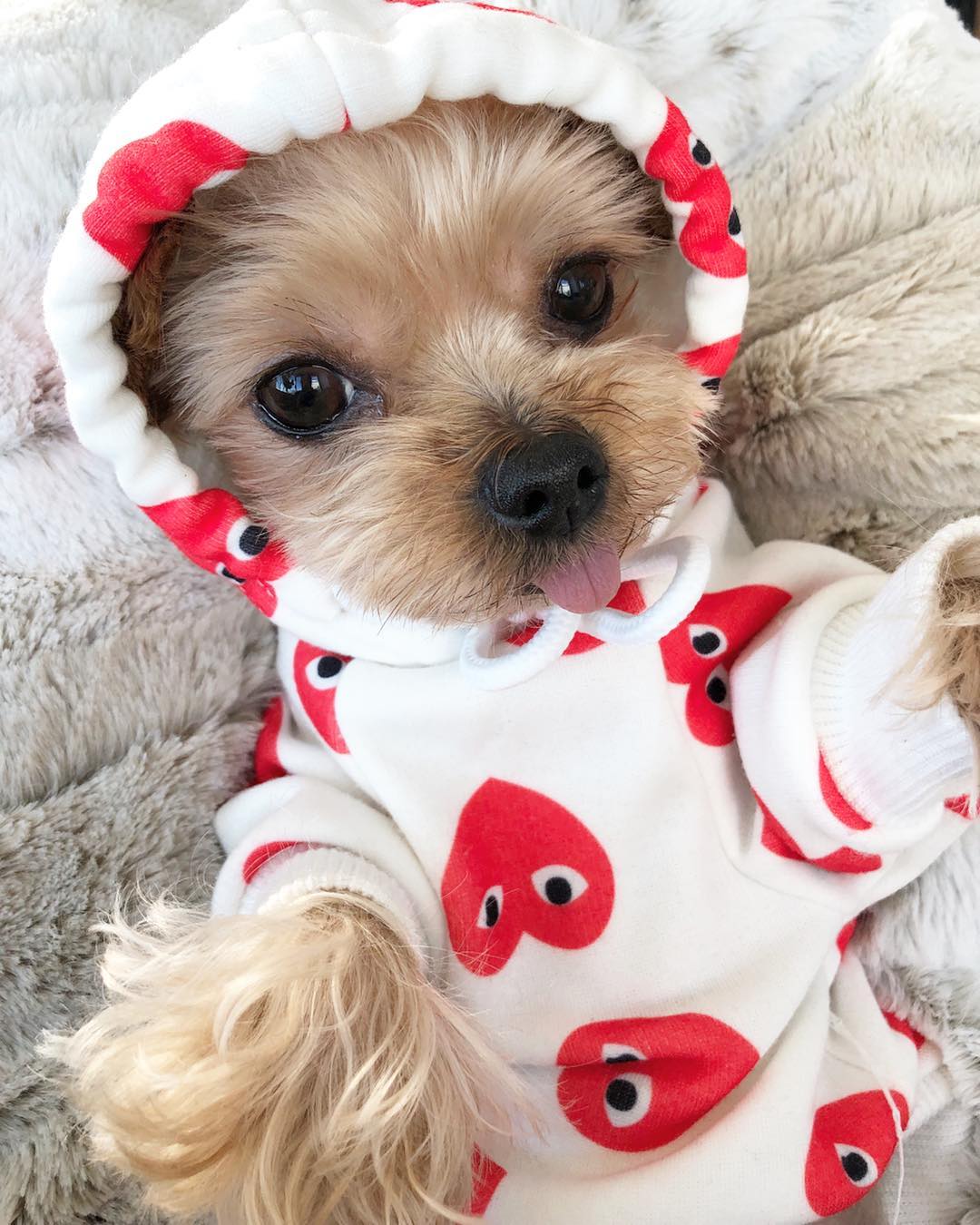 CDG Dog Hoodie Hearts