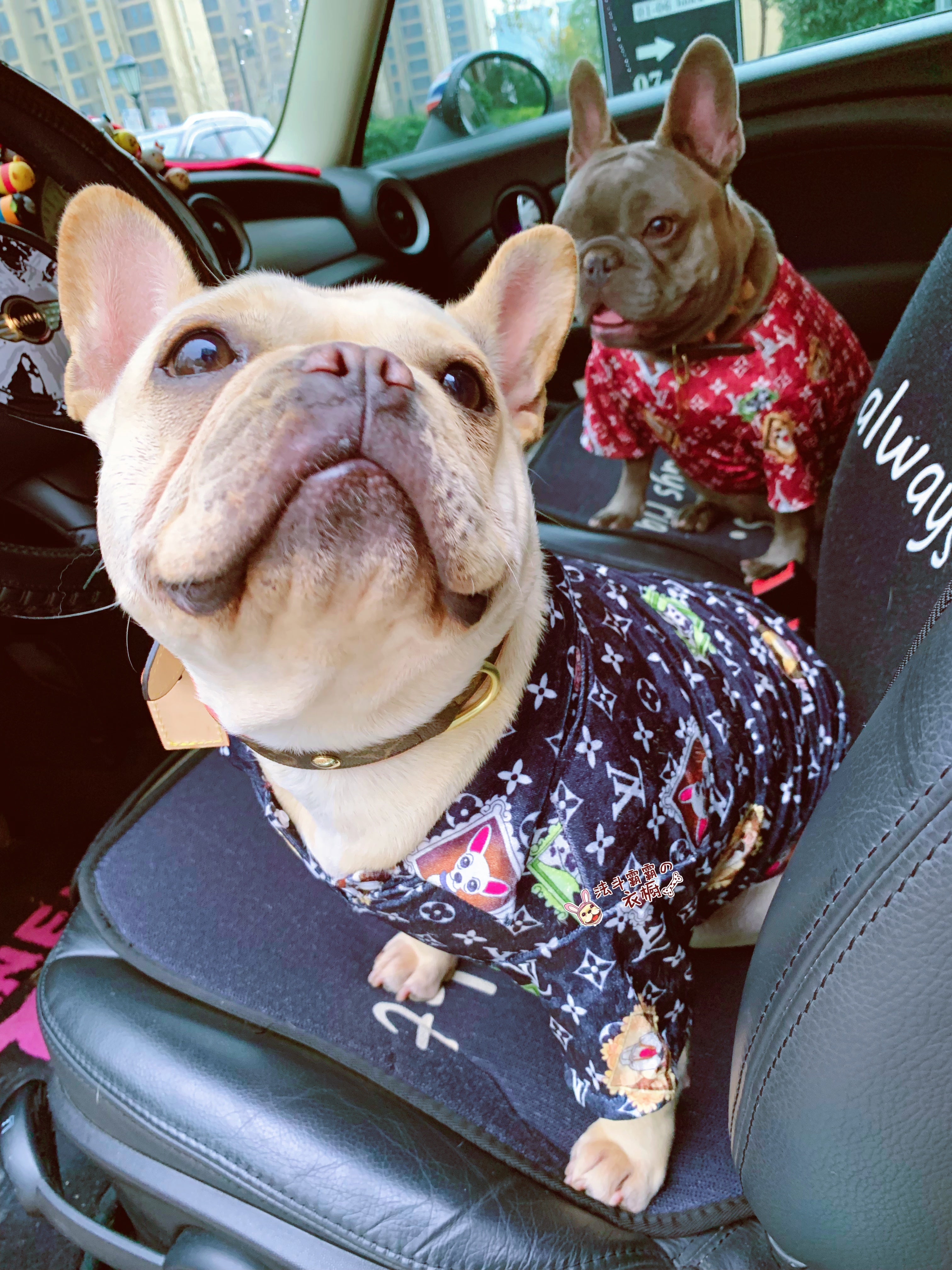 LV T-Shirt Art Designer Fashion Brand Small Pet Dog Bulldog Shirt Luxury Vest Size M