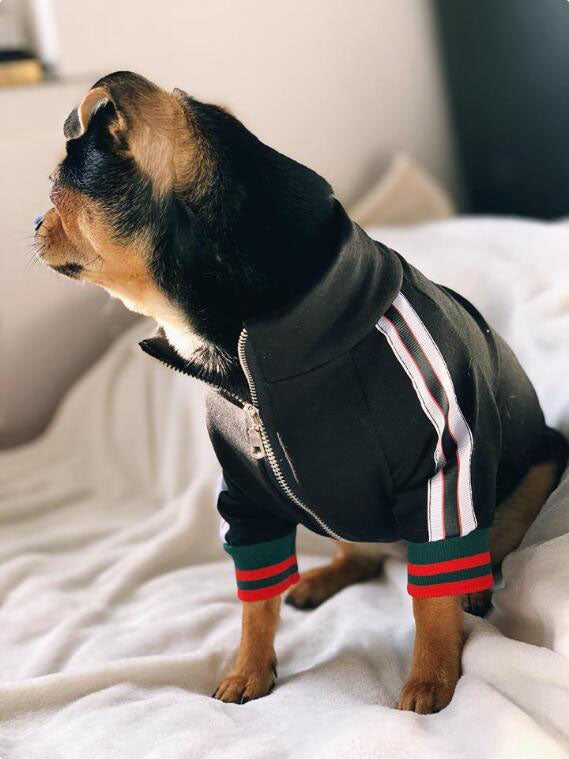 Pucci Dog Stripe Jacket
