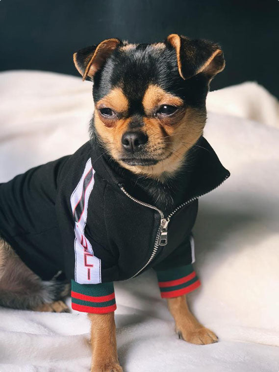 Pucci Dog Stripe Jacket