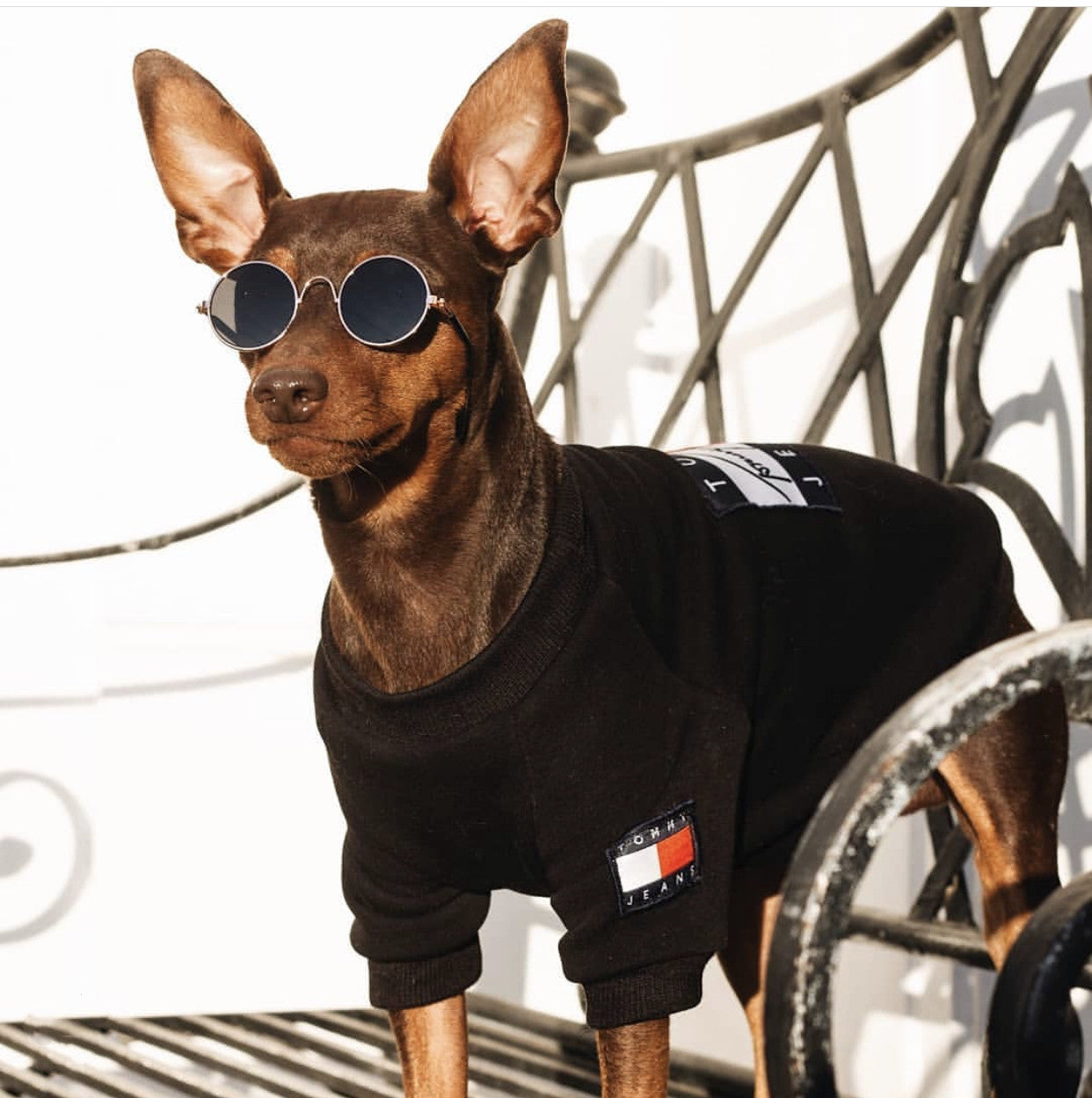 Tommy Sweater Designer Fashion Brand Small Pet Dog Bulldog Shirt Luxury Vest Size M